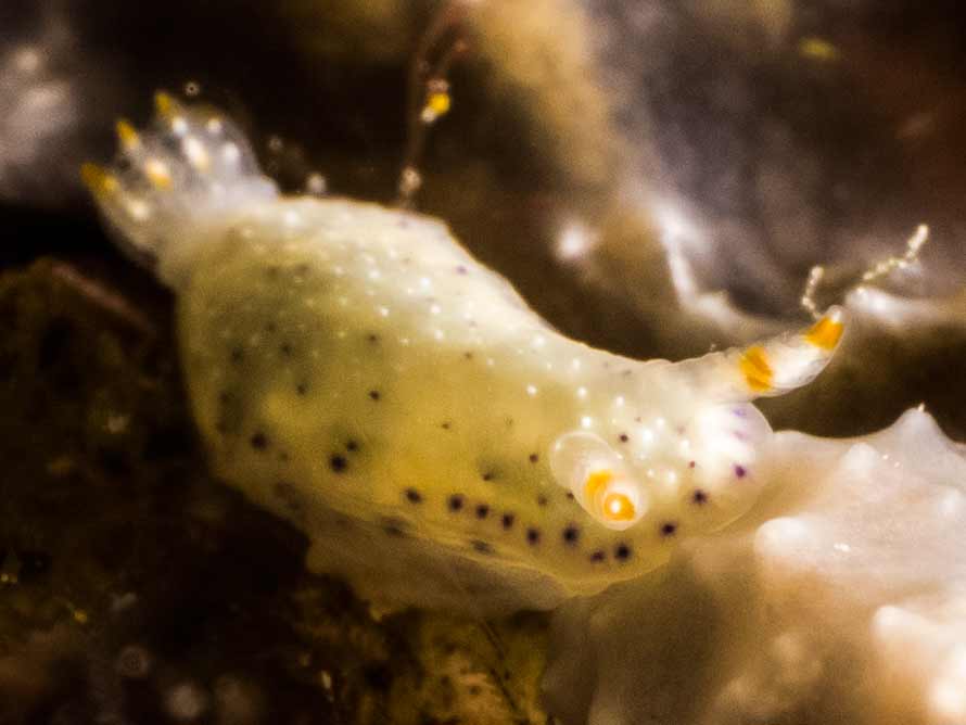 Goniobranchus sp. 46